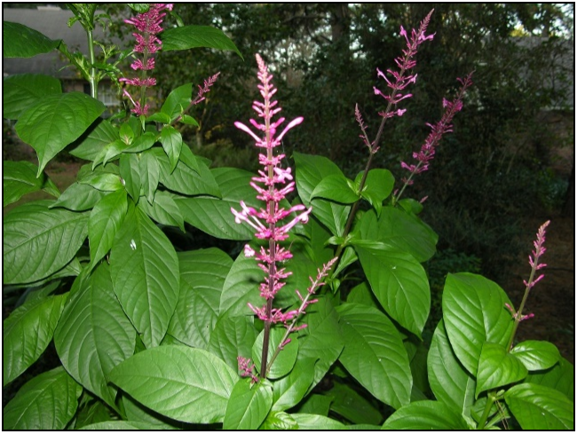 Firespike, Purple | Gardening Friends