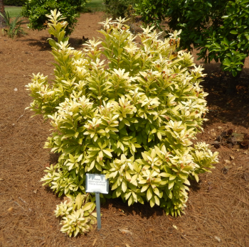Anise, Florida Sunshine Variegated | Gardening Friends